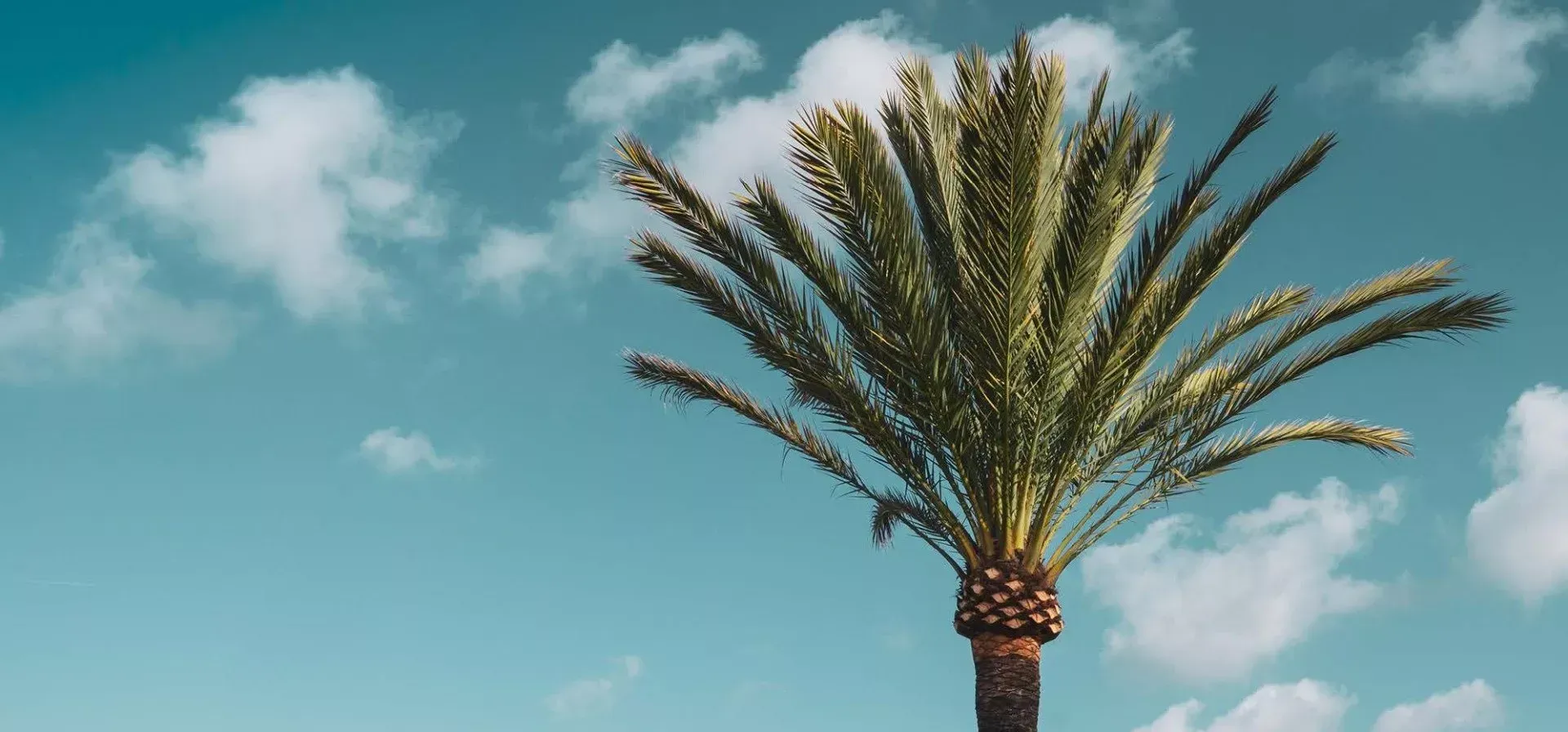 A palm tree against a blue sky with clouds.