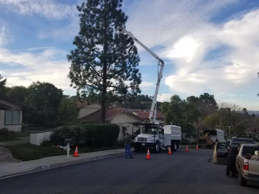 A white truck with a crane attached to it is cutting a tree.