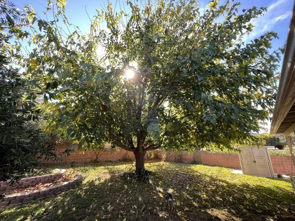 The sun is shining through the leaves of a tree in a backyard.