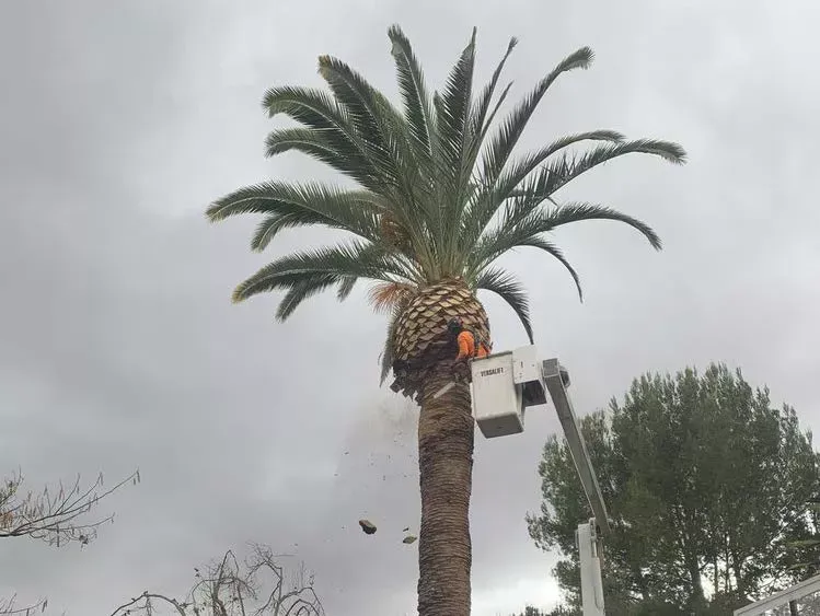 A man is cutting a palm tree with a crane.