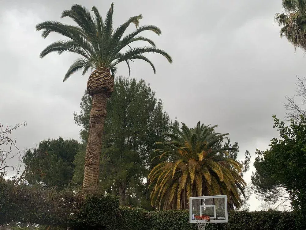 A basketball hoop is surrounded by palm trees on a cloudy day