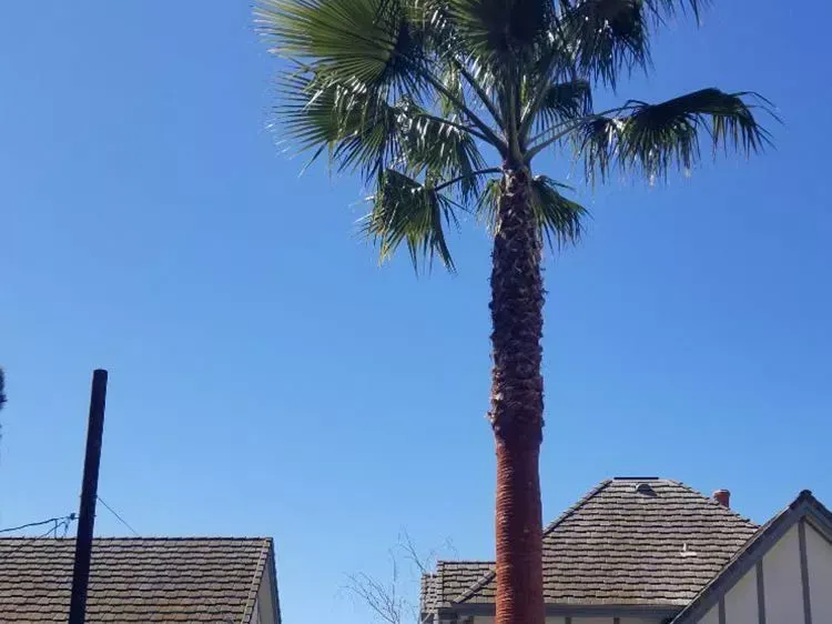 A palm tree in front of a house with a blue sky in the background.