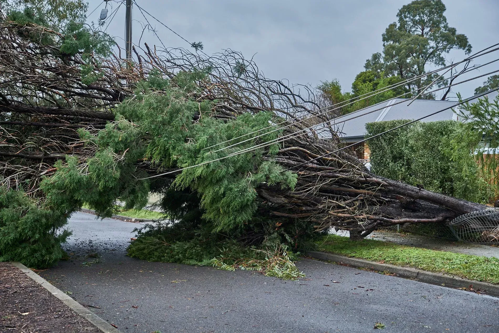 Fallen tree blocking a residential street, tangled with power lines. Overcast sky.