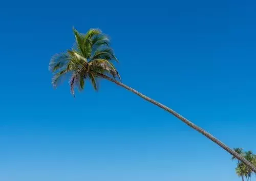 Palm tree bending diagonally against a bright blue sky.