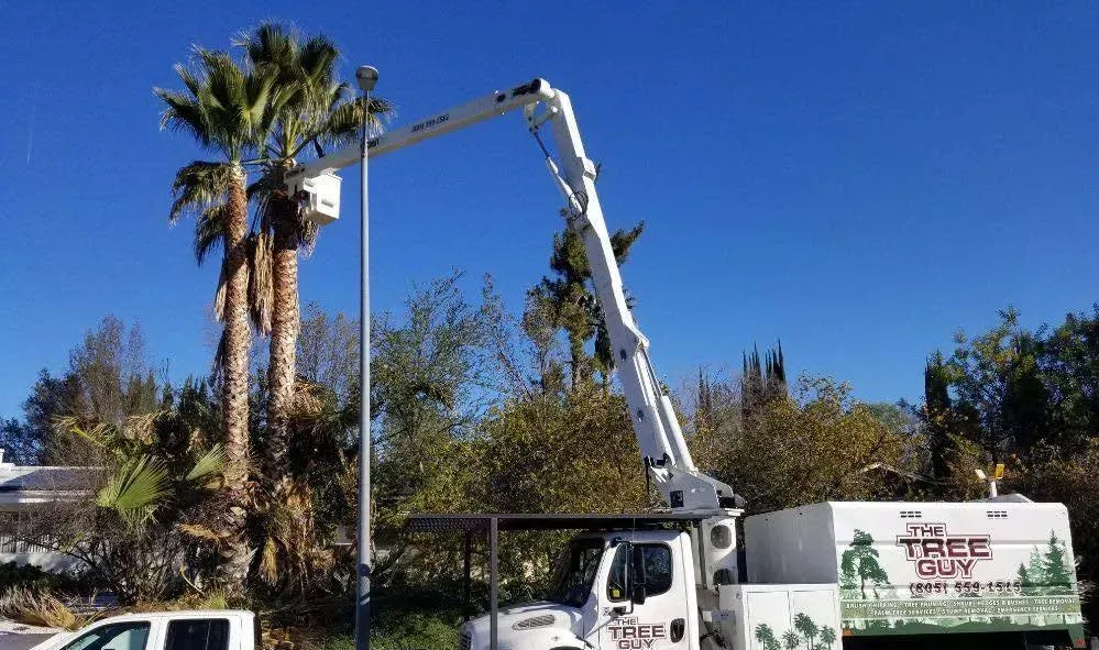 A tree trimming truck is cutting a palm tree.
