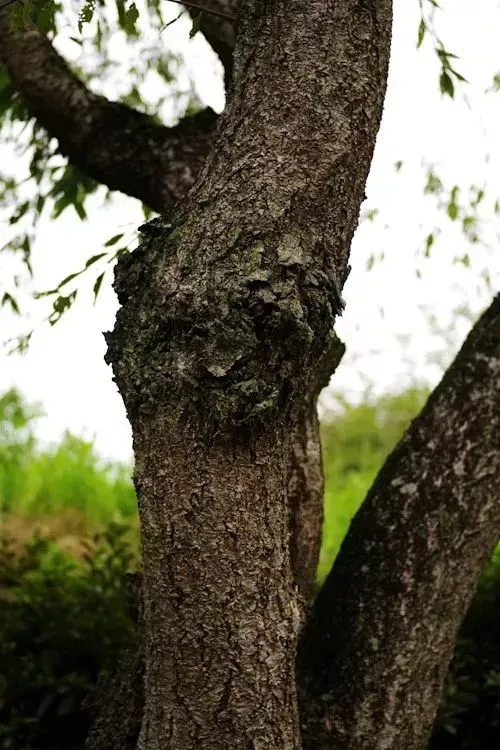 Tree trunk with rough bark and branches against a blurry green background.