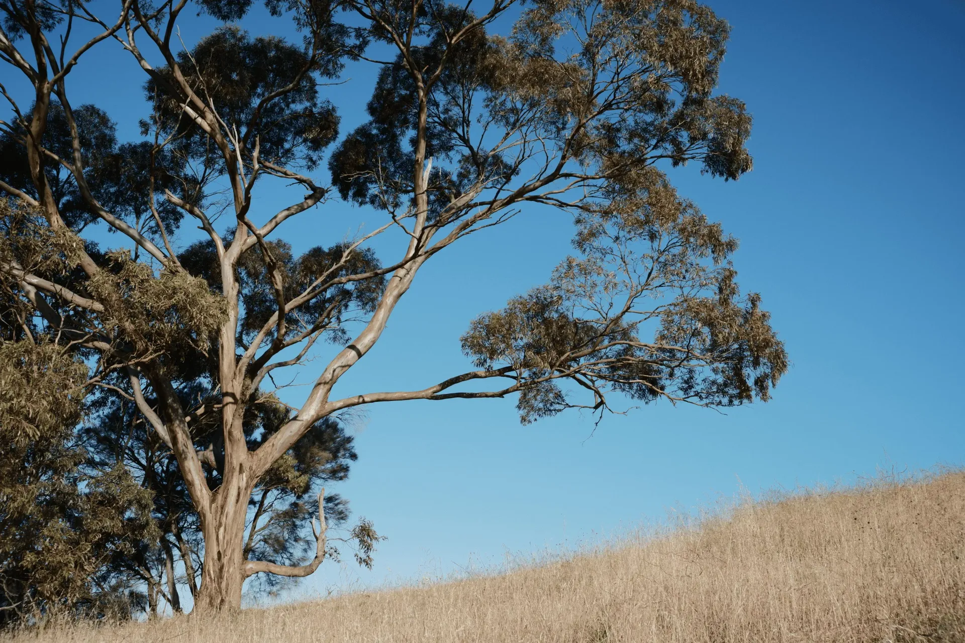 A large, sprawling eucalyptus tree with grayishbrown bark stands on a grassy, dry hillside against a clear blue sky.
