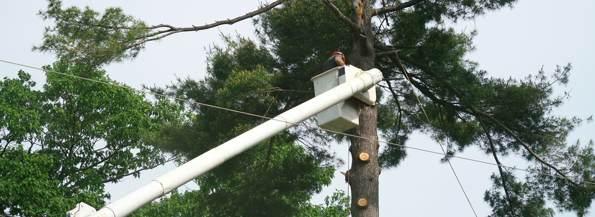 A tree being trimmed by a worker in a bucket lift.