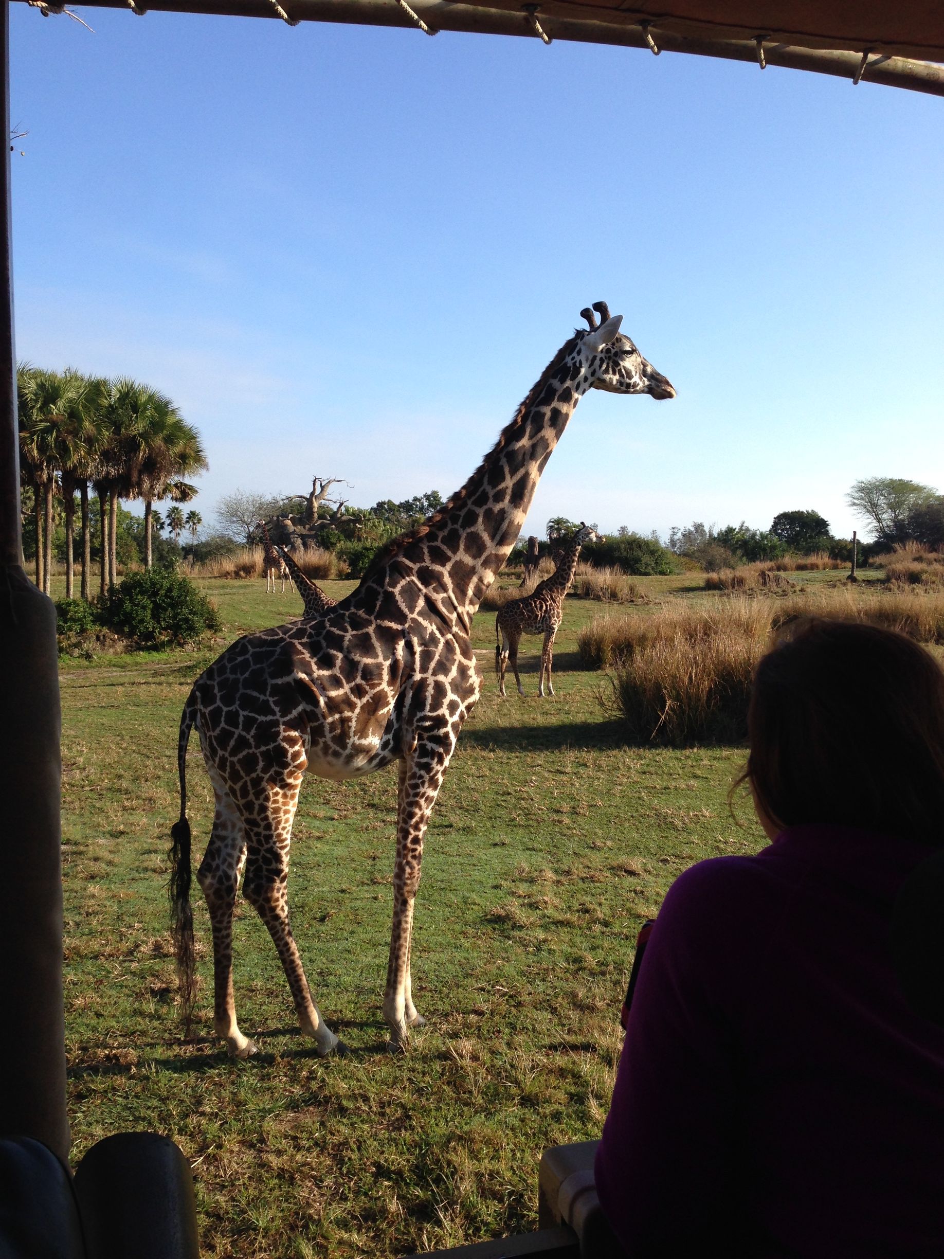 Disney's Animal Kingdom Kilimanjaro Safari