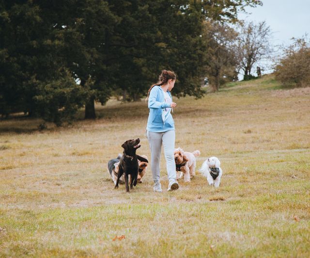 Countryside store dog daycare