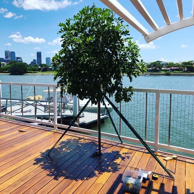 A tree on a wooden deck overlooking a body of water