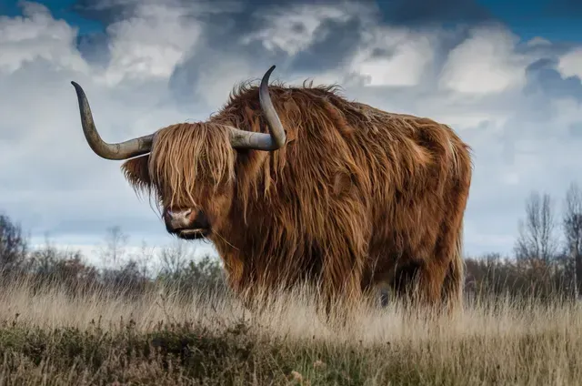 A highland cow with long horns is standing in a field.