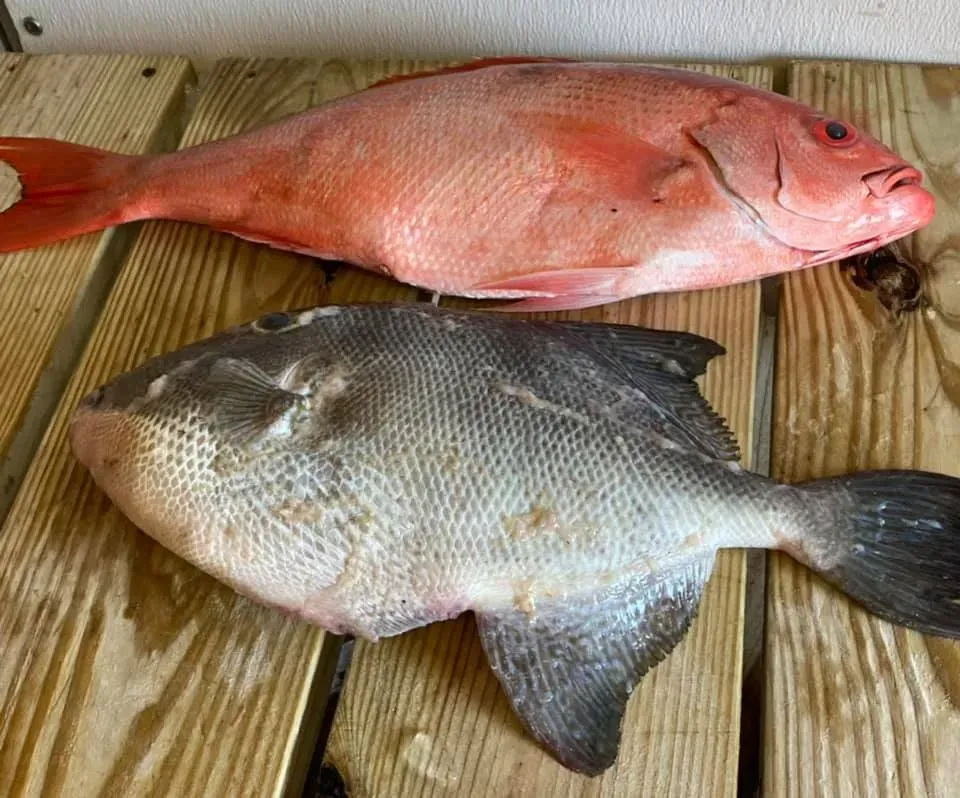 Red snapper and gray triggerfish on wooden surface.