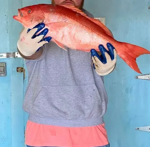 Person holding a large, red fish with blue gloves in front of a blue wall.