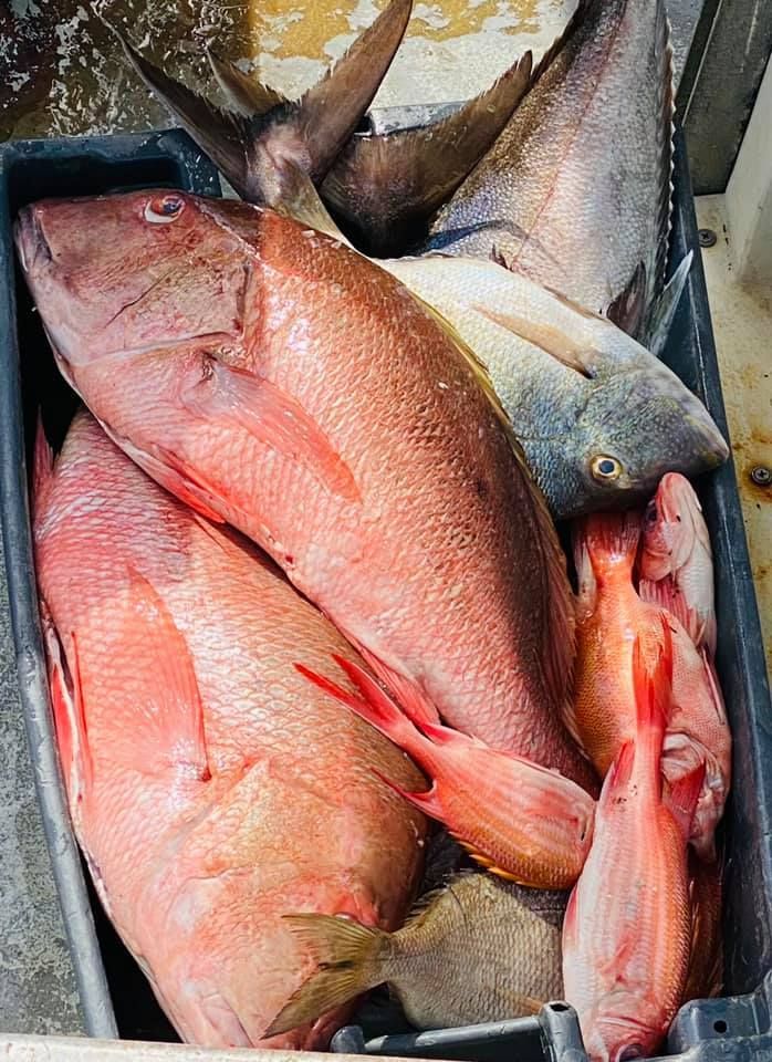 Freshly caught fish, including red snapper, in a container; caught from the sea.