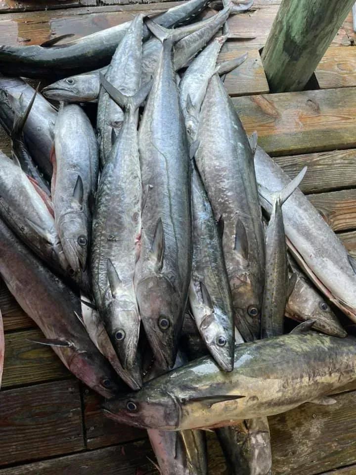 Pile of freshly caught fish on a wooden dock; silver, elongated bodies.
