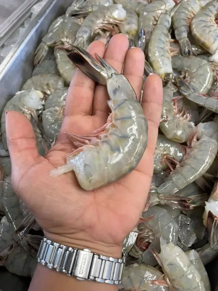 Hand holding a large, raw shrimp over a tray of similar shrimp.