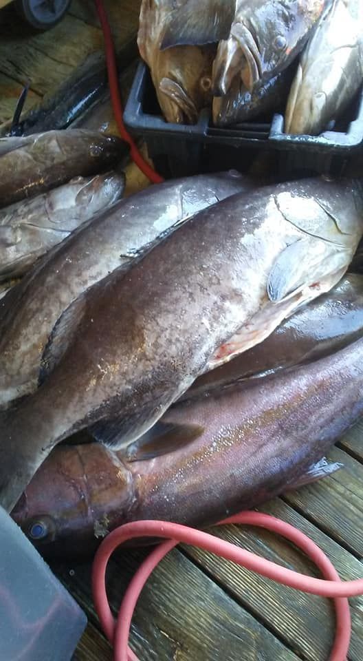 Pile of dark, wet fish with visible scales and fins on a wooden surface, red hose in the foreground.