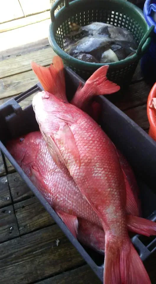 Red snapper fish in a black crate, with other fish in a green basket on a wooden dock.