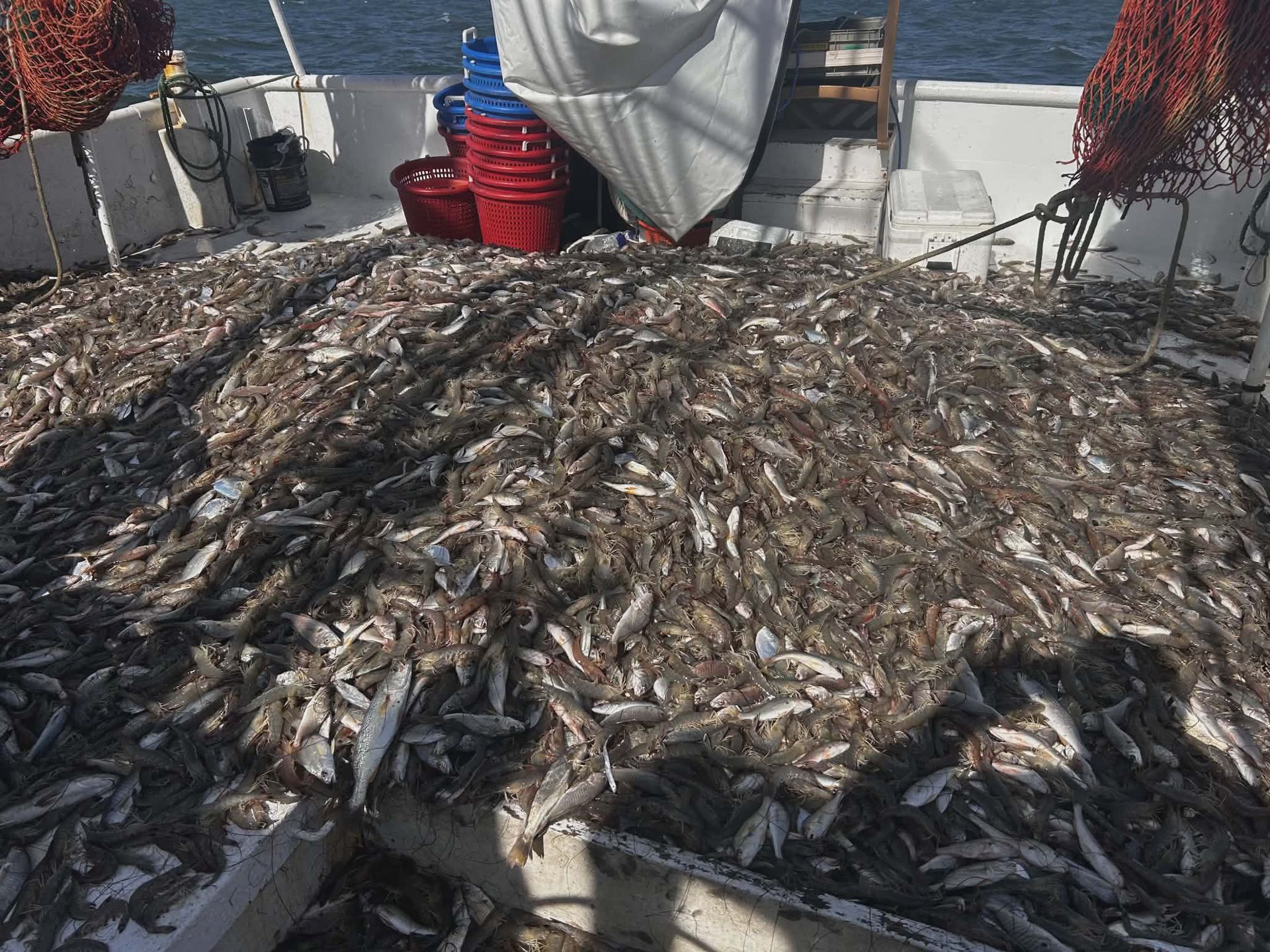 Pile of small fish on a boat deck, likely after a large catch. Sunlight, blue water in background.