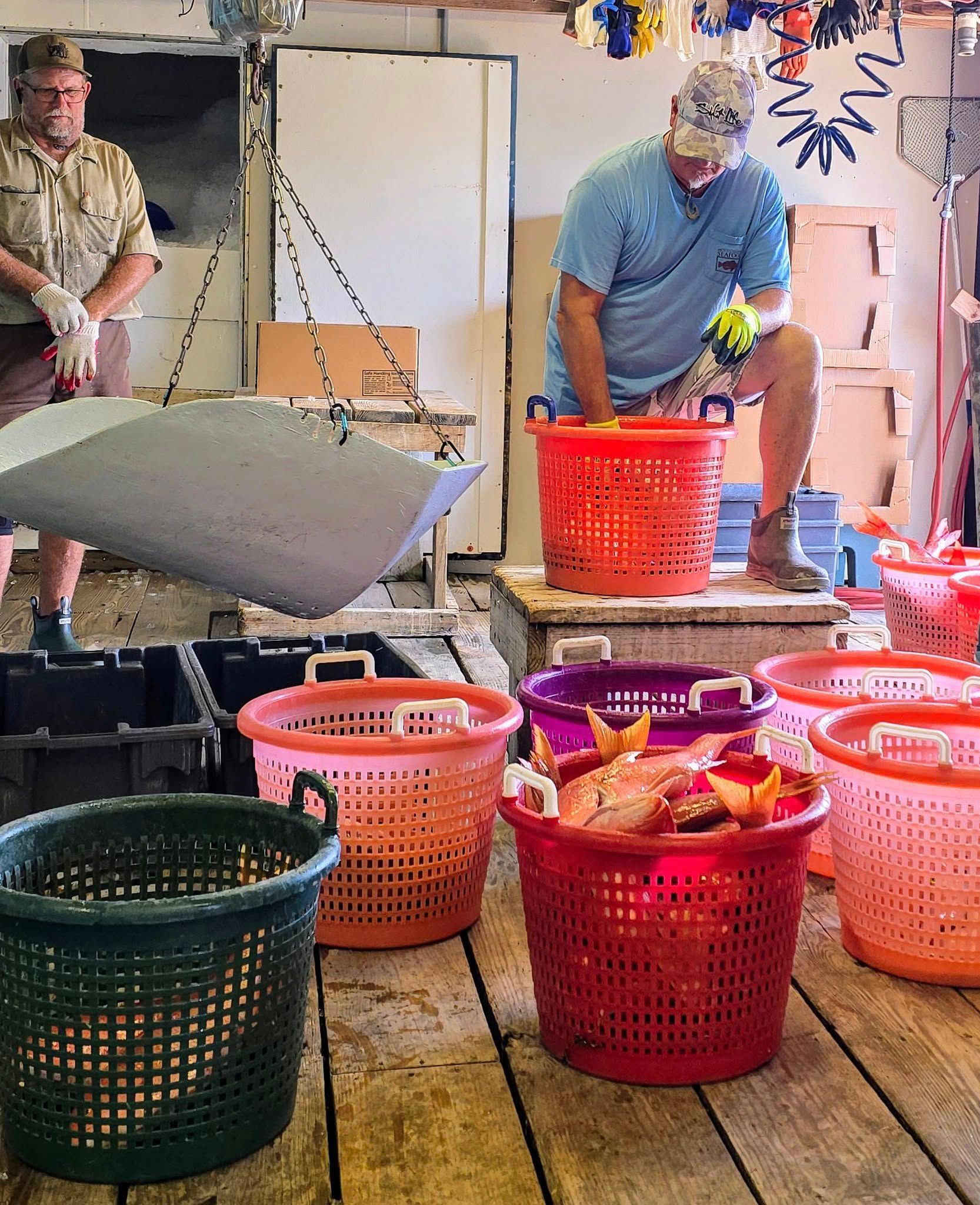 Men sorting fish into colorful baskets inside a warehouse.