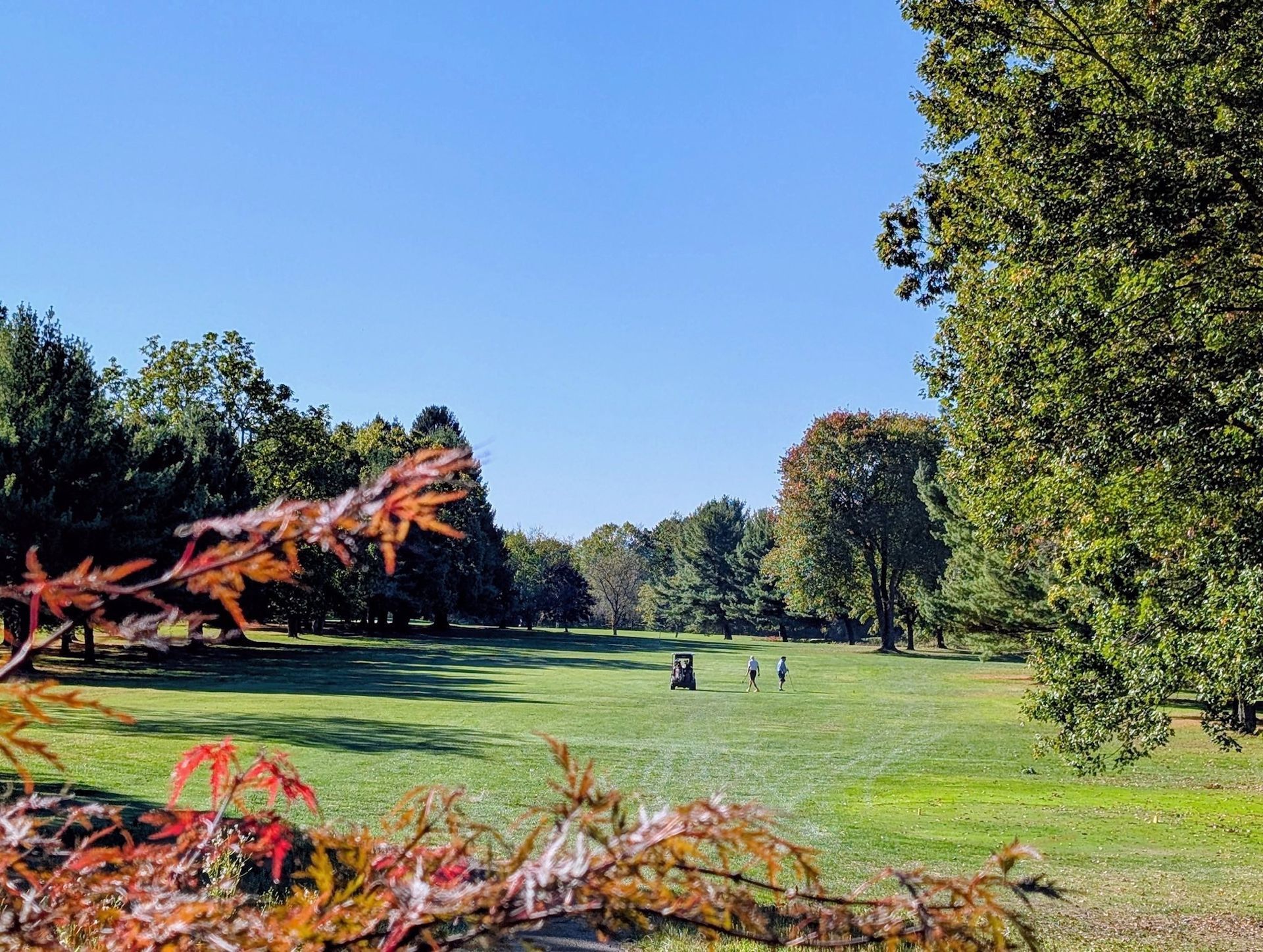 Vast green park with people, trees, and bright blue sky. Red leaves in foreground.