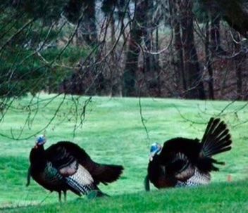 Two wild turkeys on a grassy lawn with trees in the background.