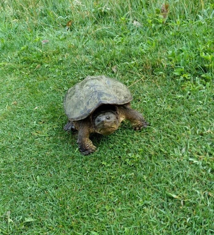 Snapping turtle with a mottled shell crawls on green grass.