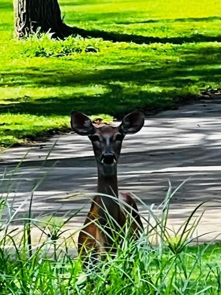 Deer standing in tall green grass, looking forward, with a paved path and tree in the background.