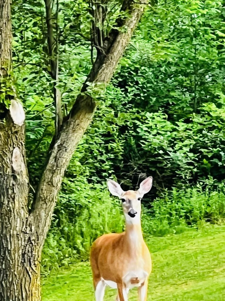 Deer standing in a grassy yard near a tree, looking at the viewer. Green foliage fills the background.