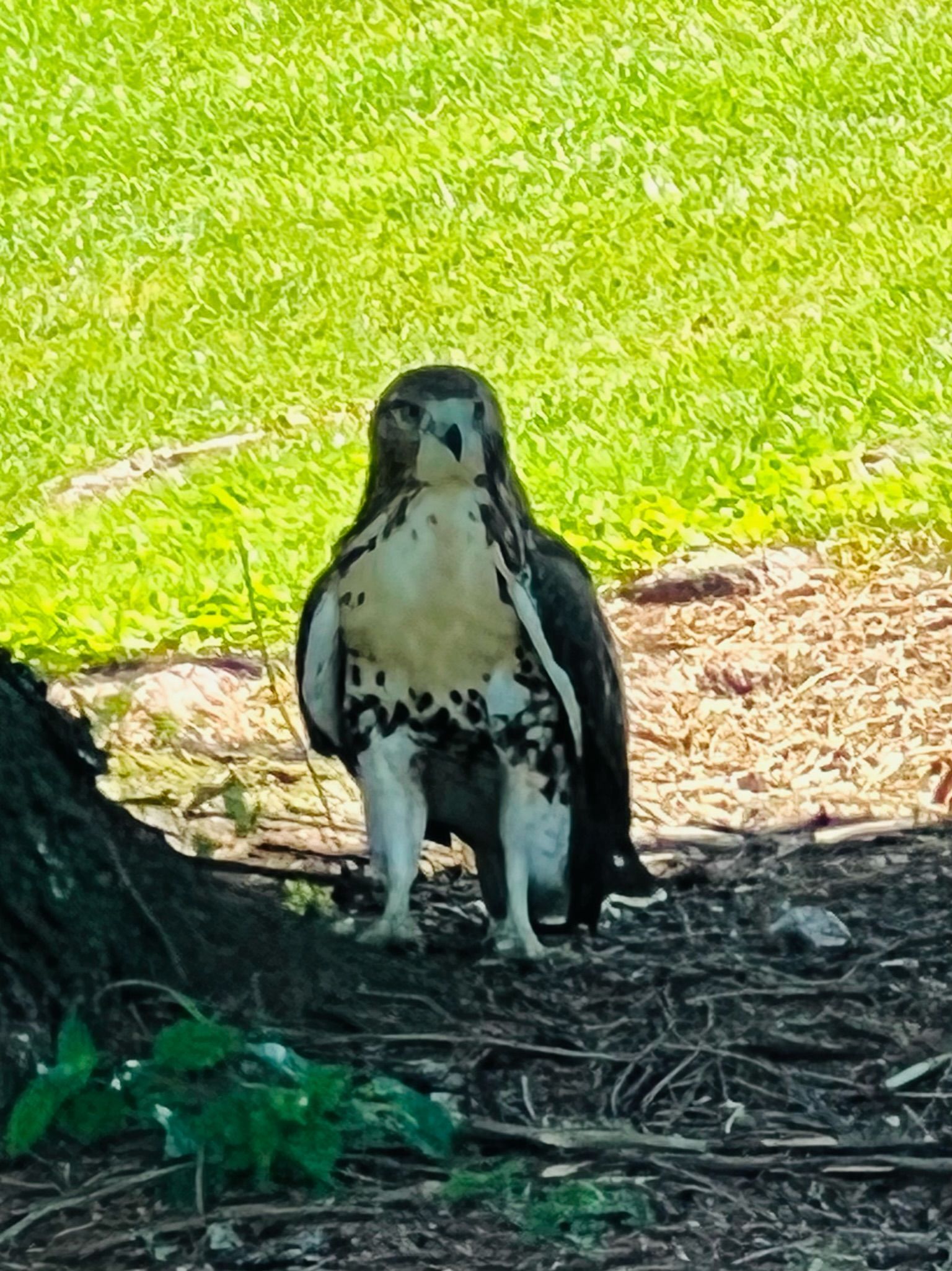Hawk perched on ground, looking forward with brown, white, and black feathers, near grass and a tree.