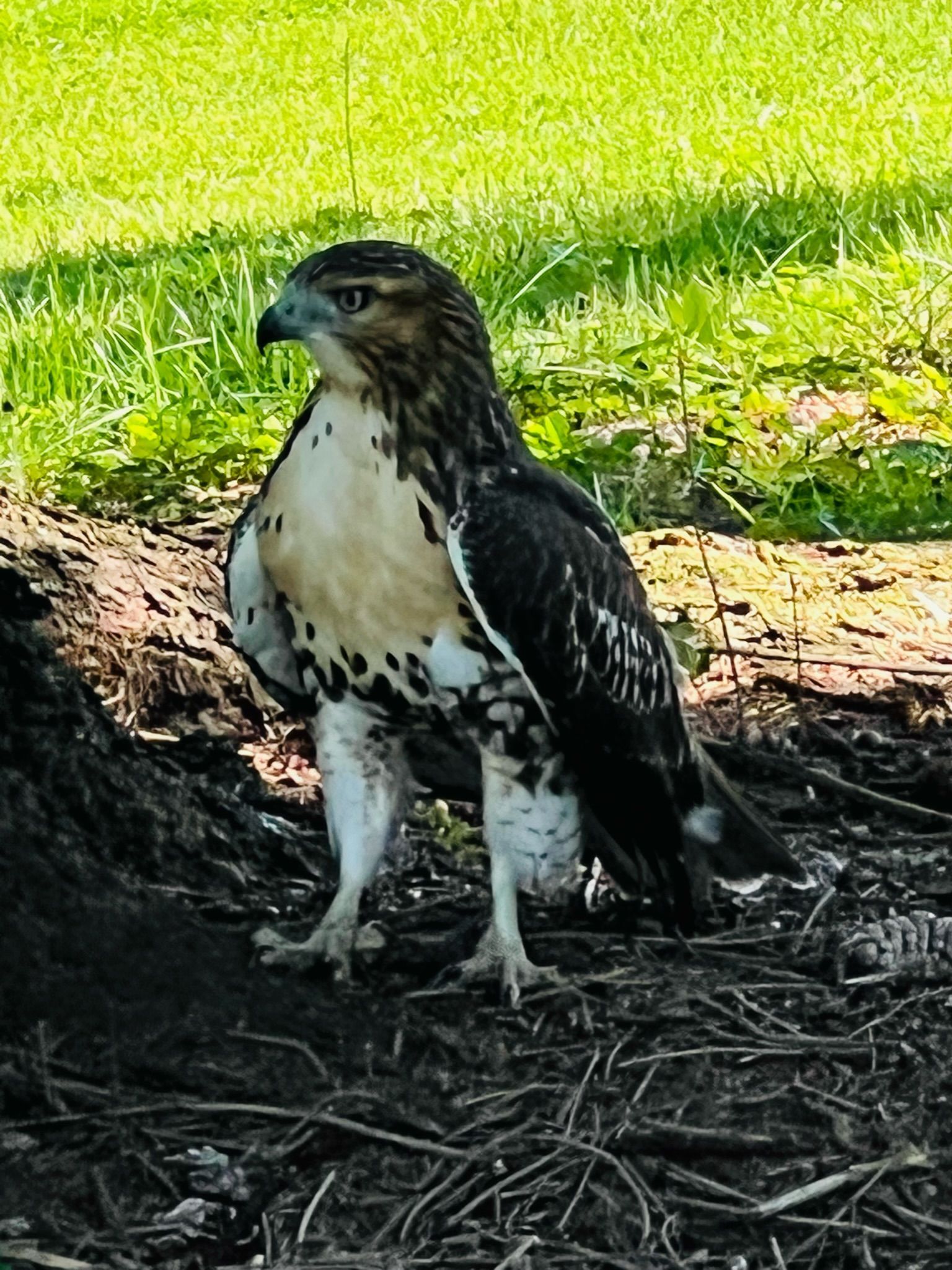 Red-tailed hawk perched near a tree. Brown and white feathers, yellow feet. Green grass in the background.