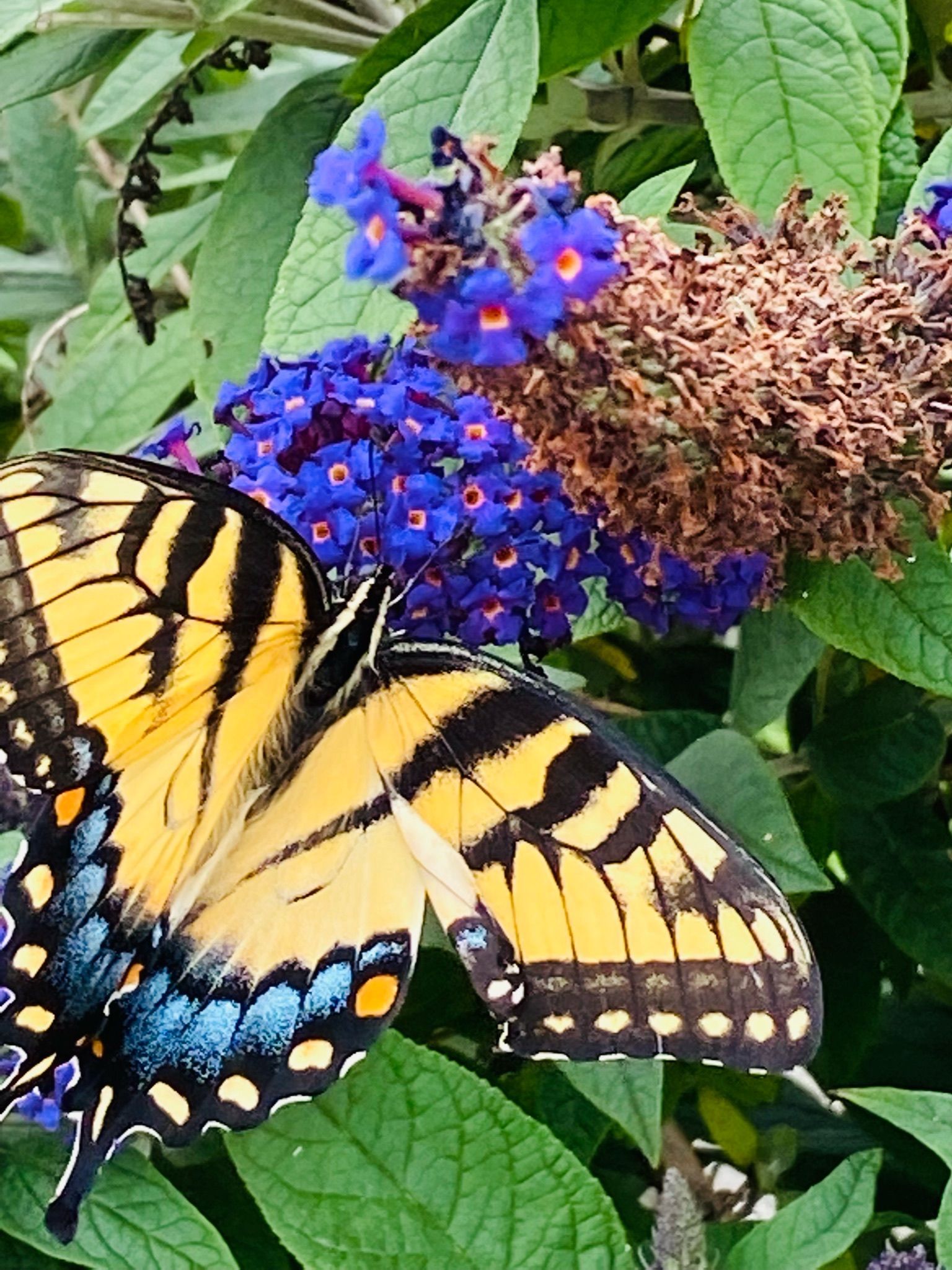Yellow and black swallowtail butterfly on purple flowers, green leaves.