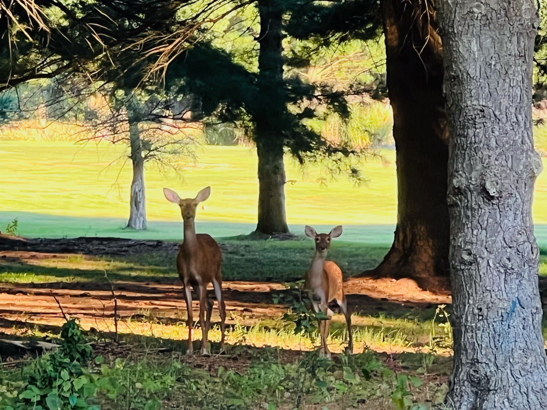 Two deer stand in dappled sunlight near trees, grassy field visible in background.
