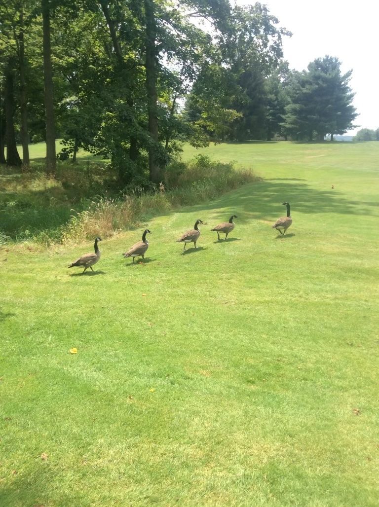 Five Canada geese walking in a line on a green golf course, with trees in the background.