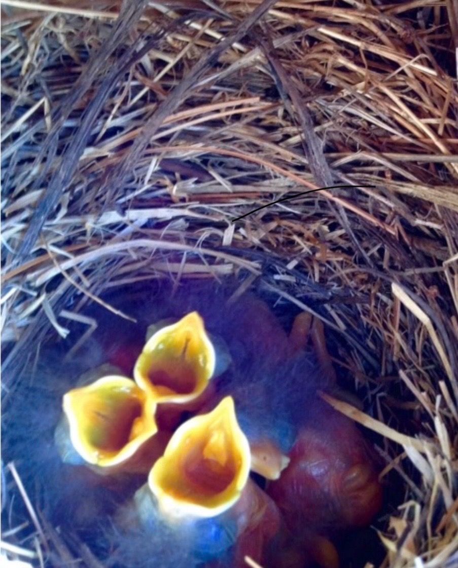 Baby birds with yellow mouths open in a woven nest.