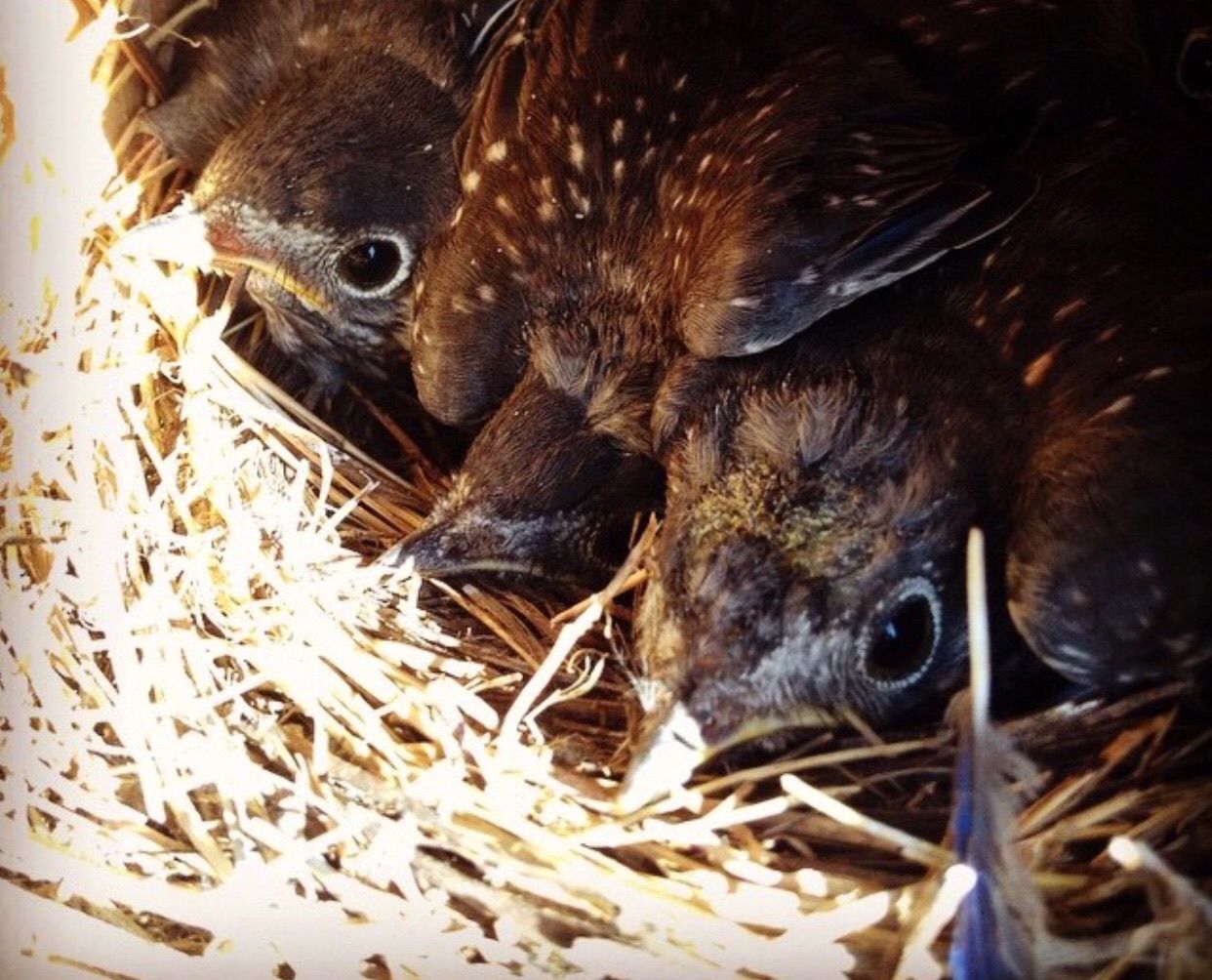 Three dark-colored baby birds with speckled feathers huddled in a straw nest, looking up.