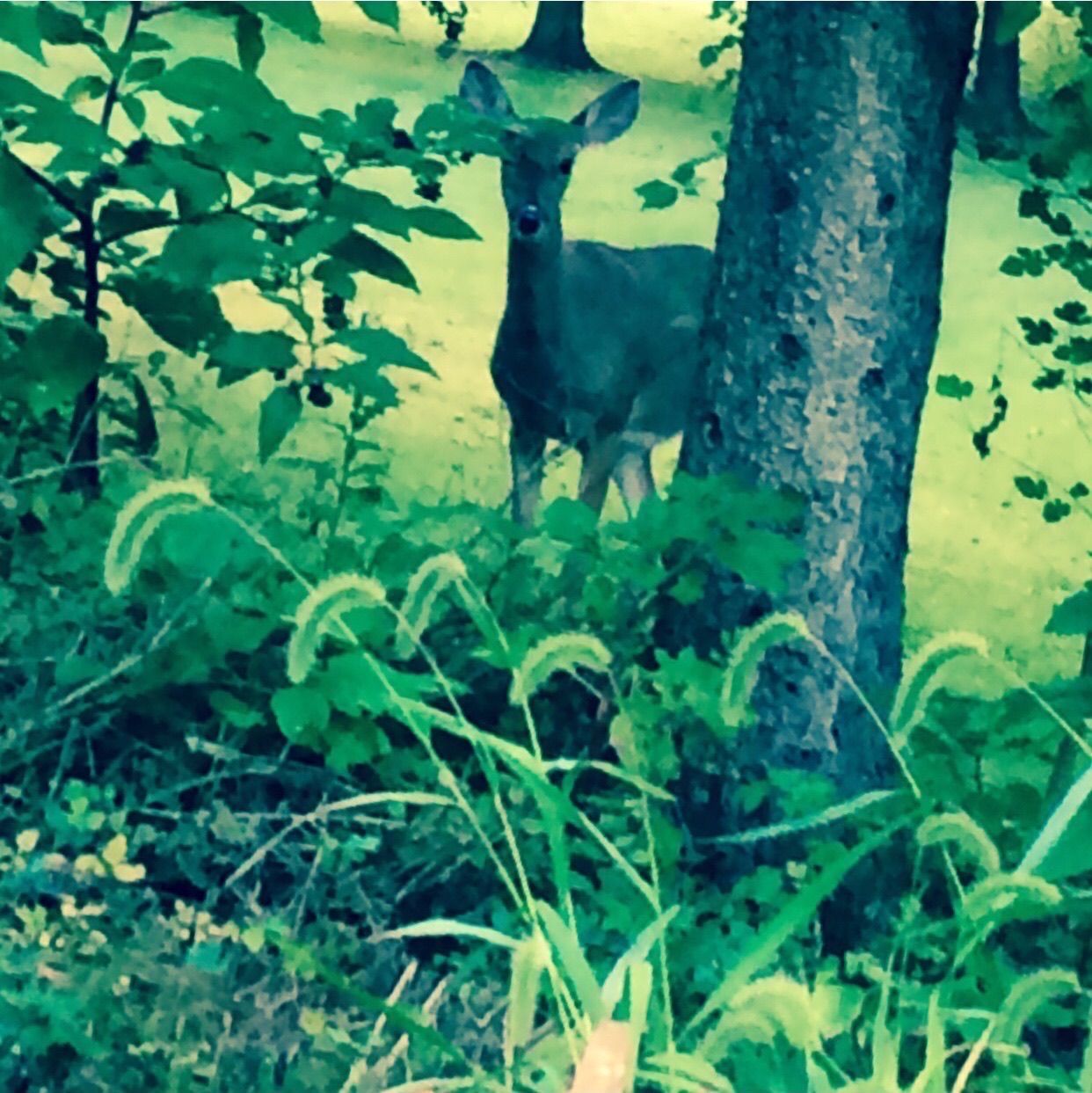 Deer standing near a tree in a green, leafy forest.