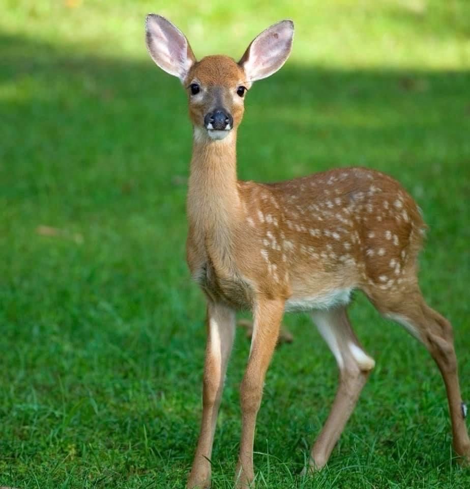 Fawn with white spots stands on green grass, looking at the viewer.