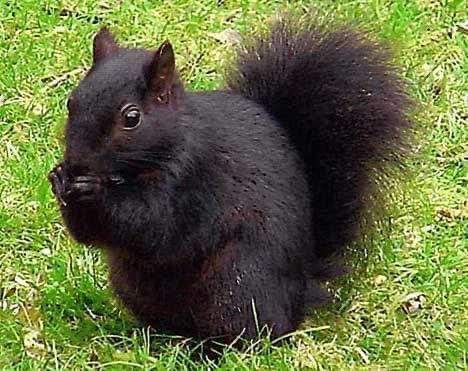 Black squirrel eating, sitting in green grass.