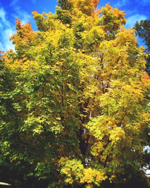 A large tree with yellow and green leaves against a blue sky. Autumn colors.