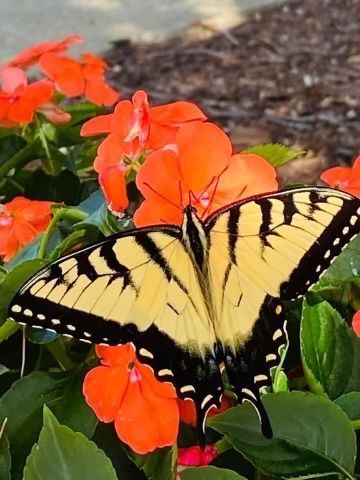 Yellow and black swallowtail butterfly on orange flowers.