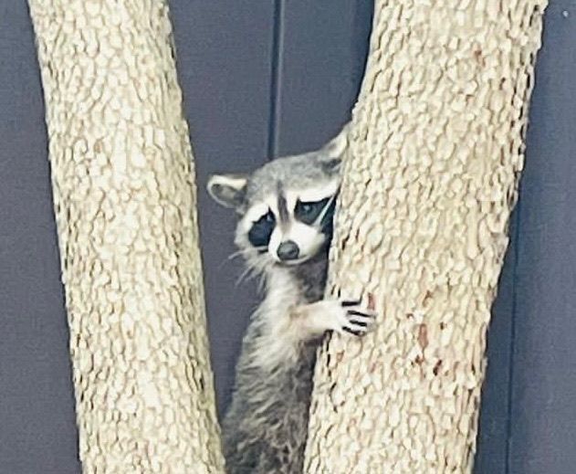 Raccoon peeking from between two tree trunks, looking directly at the camera.