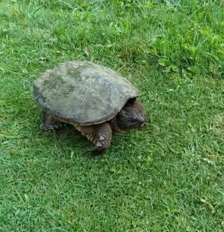 Large snapping turtle on green grass.