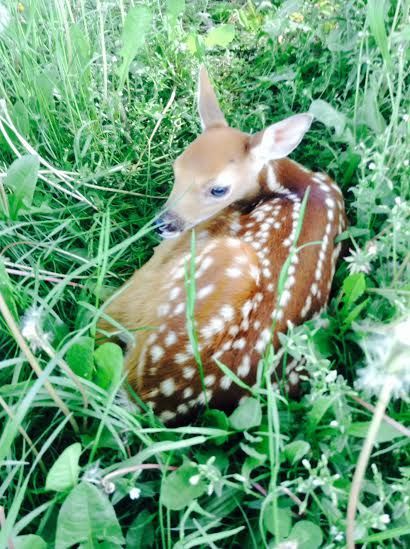 Fawn with white spots nestled in green grass and clover.
