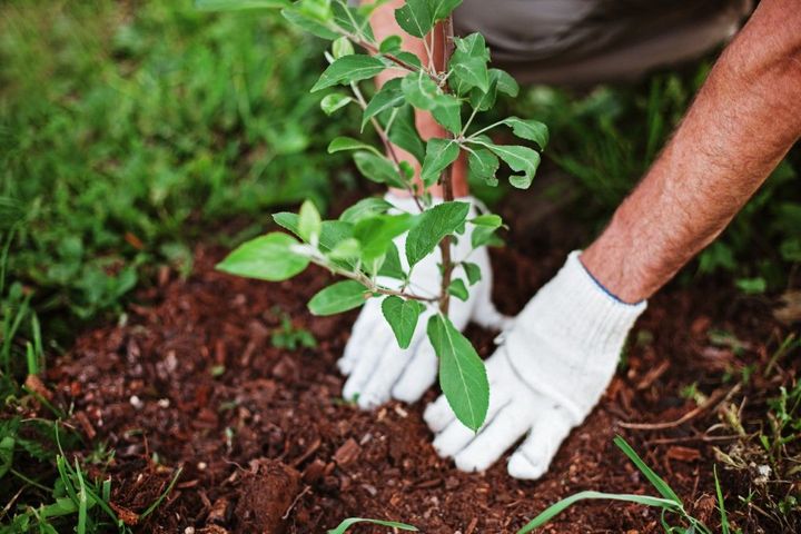 tree planting services near me