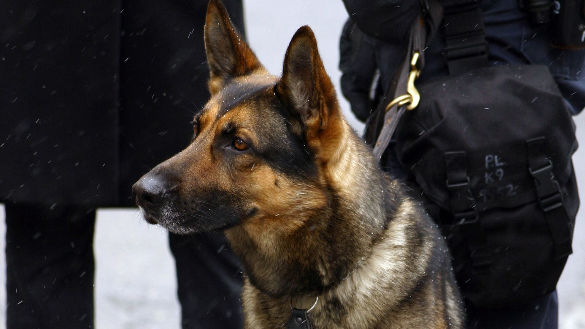 K-9 patrol services Green Bay