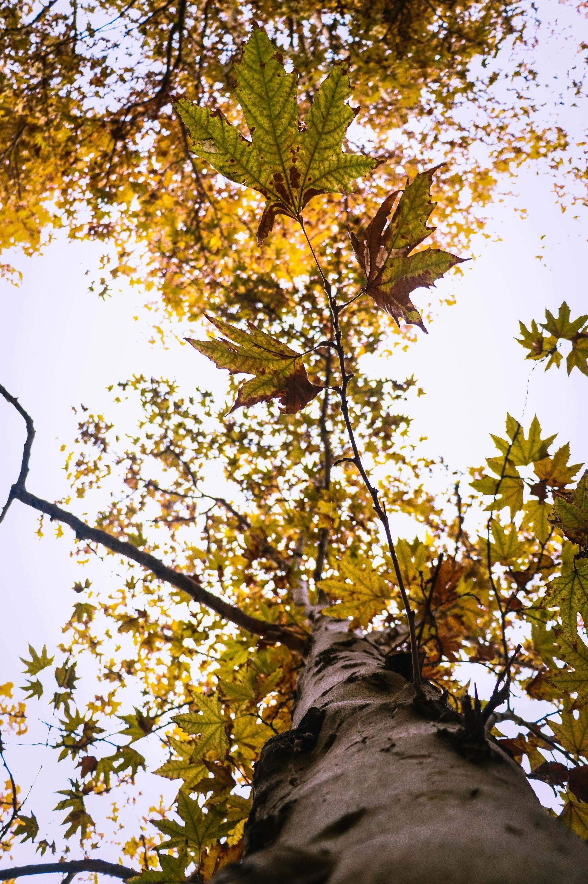 Photo of a tree trunk looking up at the leaves