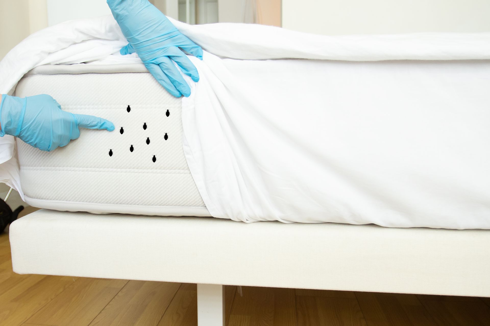 Insects On The Mattress — Asheville, NC — Bed Bug Department A Division of Go-Forth Services, Inc.