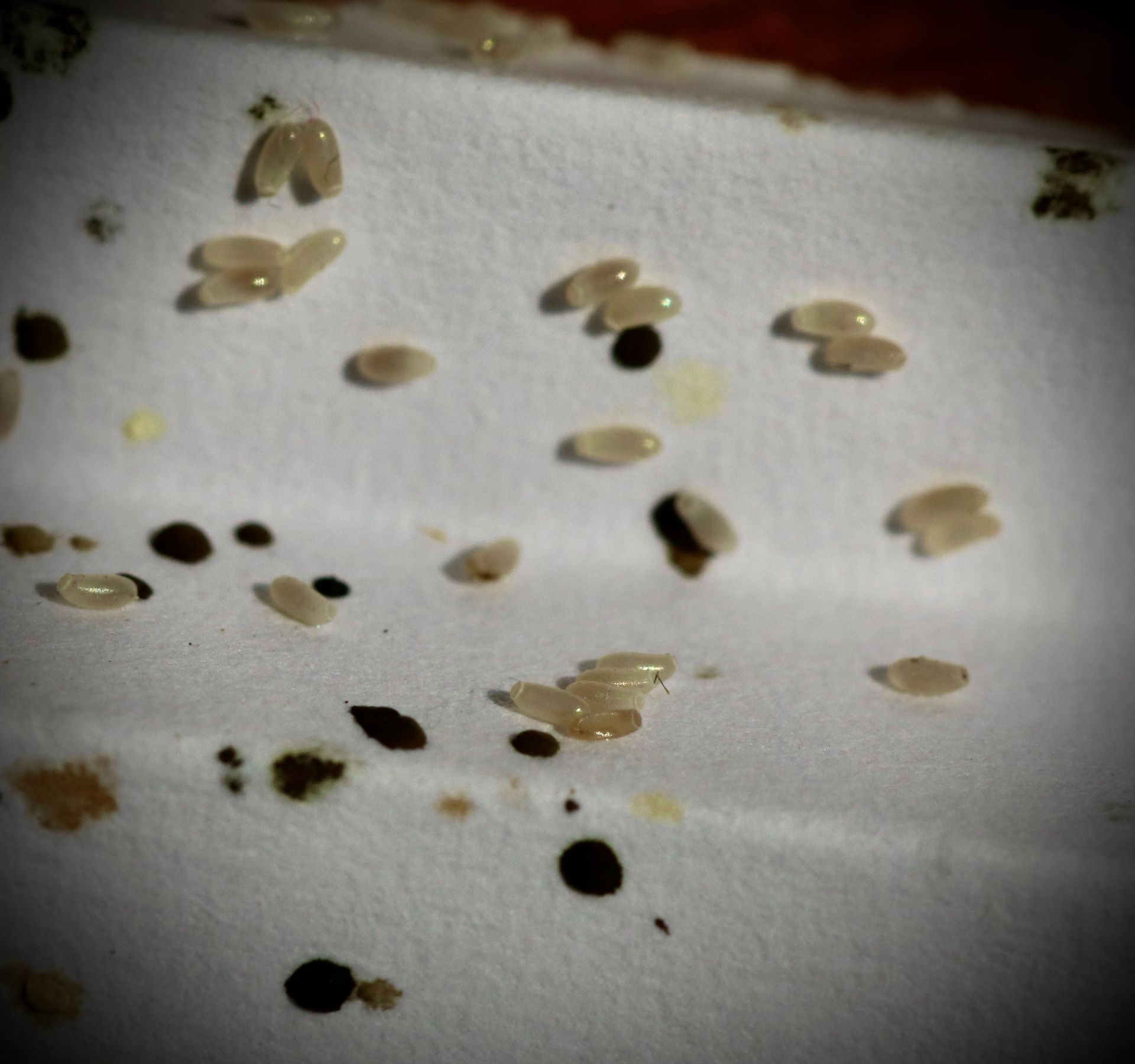 Bed Bugs — Asheville, NC — Bed Bug Department A Division of Go-Forth Services, Inc.